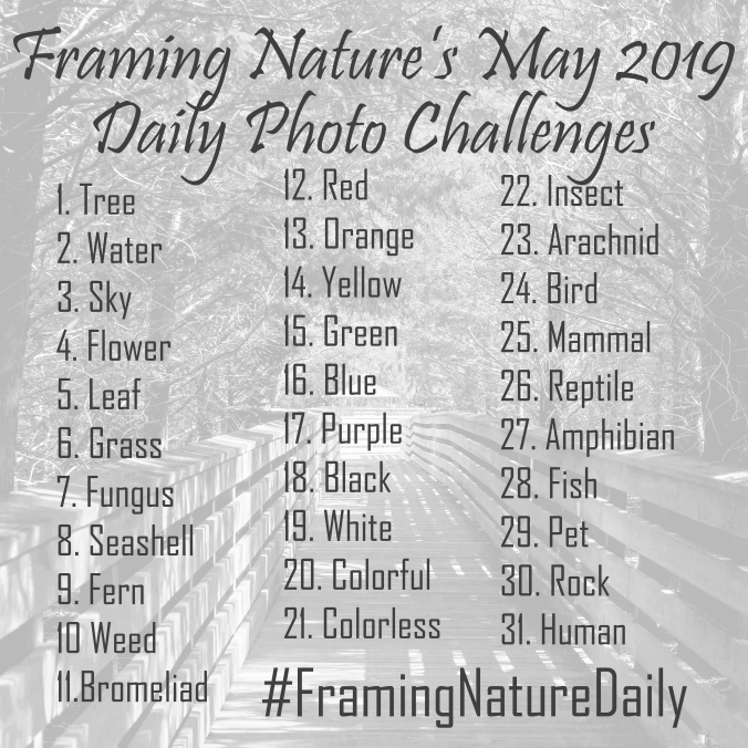 May 2019 Photo Challanges